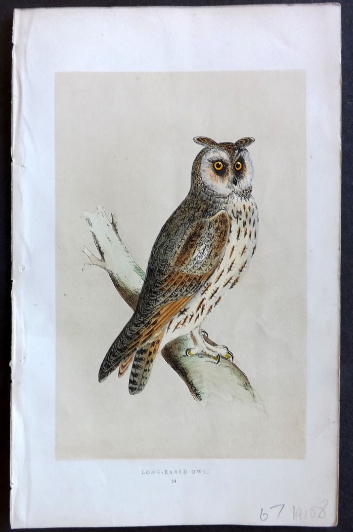Morris, Francis 1851 Hand Col Bird Print. Long Eared Owl (1 of 1)
