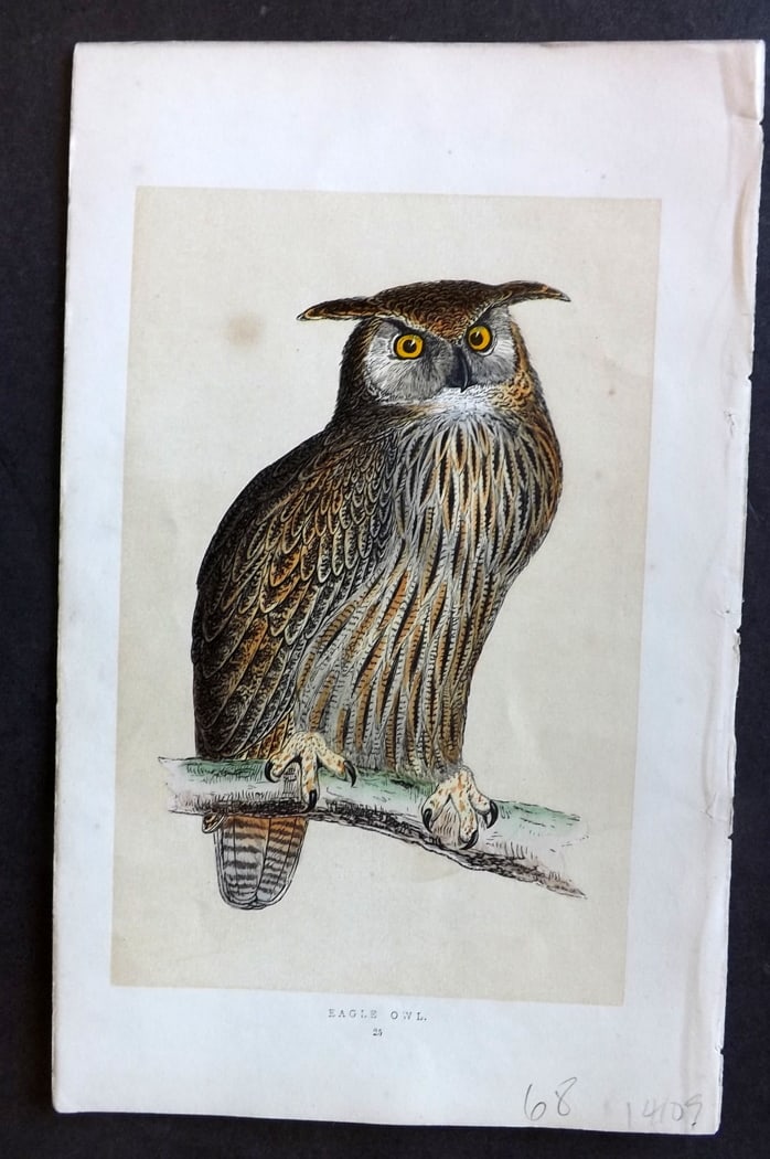 Morris, Francis 1851 Hand Col Bird Print. Eagle Owl (1 of 1)