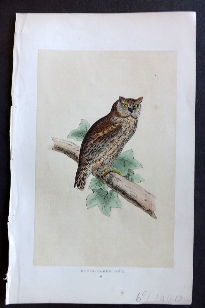 Morris, Francis 1851 Hand Col Bird Print. Scops Eared Owl: Woodblock Published 1851-57, London for "A History of British Birds" First Edition by the Rev. Francis Orpen Morris. Printed in colours and finished by hand. Paper Size: 9.5 x 6 inch (24 x 15cm) Good 