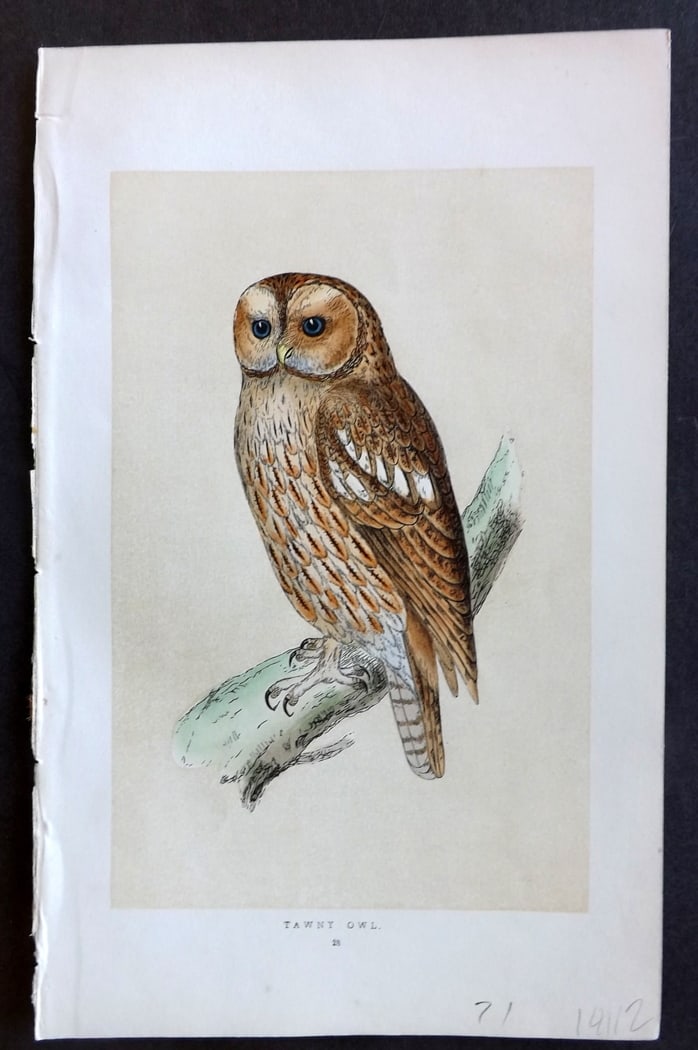 Morris, Francis 1851 Hand Col Bird Print. Tawny Owl (1 of 1)