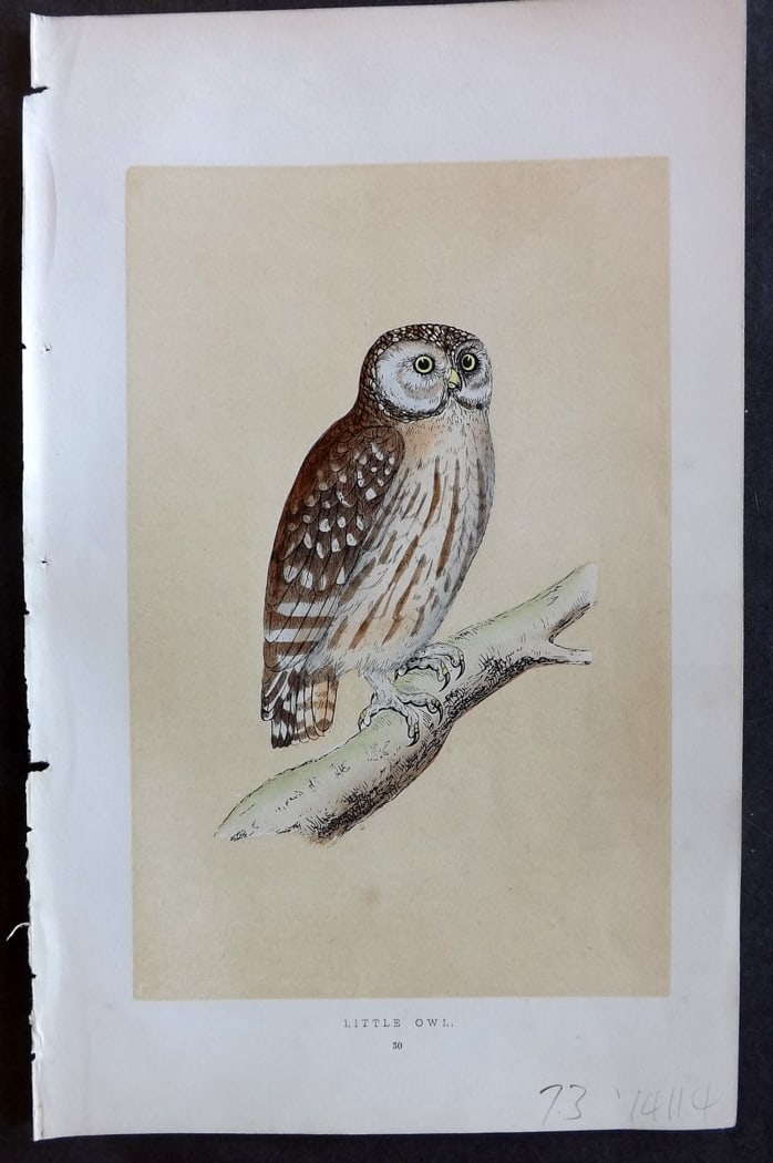 Morris, Francis 1851 Hand Col Bird Print. Little Owl: Woodblock Published 1851-57, London for "A History of British Birds" First Edition by the Rev. Francis Orpen Morris. Printed in colours and finished by hand. Paper Size: 9.5 x 6 inch (24 x 15cm) Good 