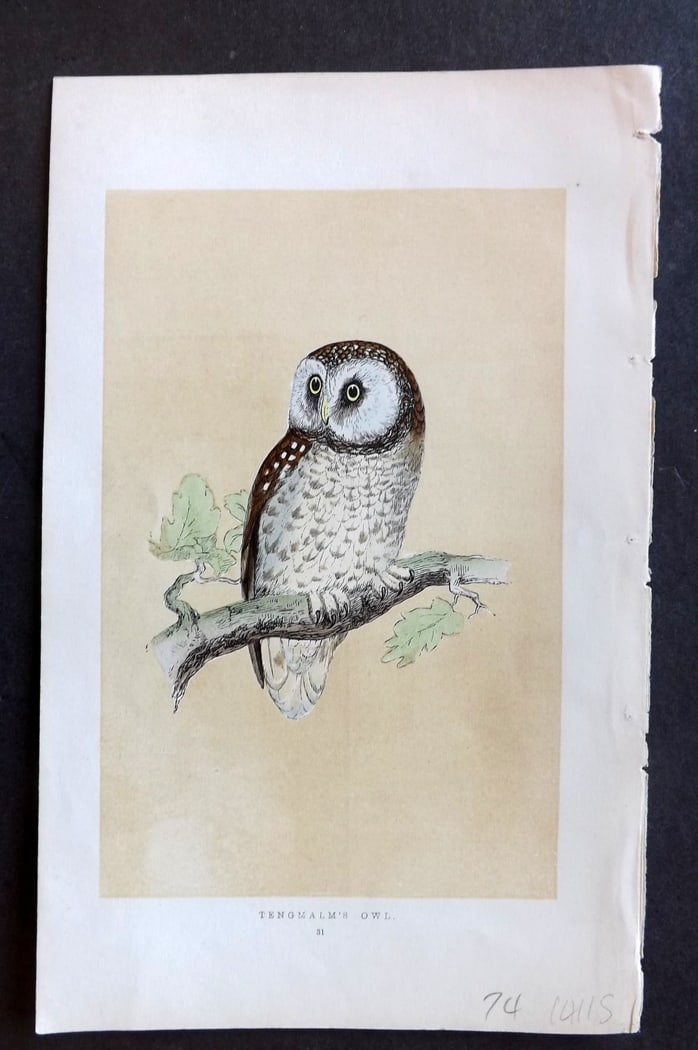 Morris, Francis 1851 Hand Col Bird Print. Tengmalm's Owl: Woodblock Published 1851-57, London for "A History of British Birds" First Edition by the Rev. Francis Orpen Morris. Printed in colours and finished by hand. Paper Size: 9.5 x 6 inch (24 x 15cm) Good 