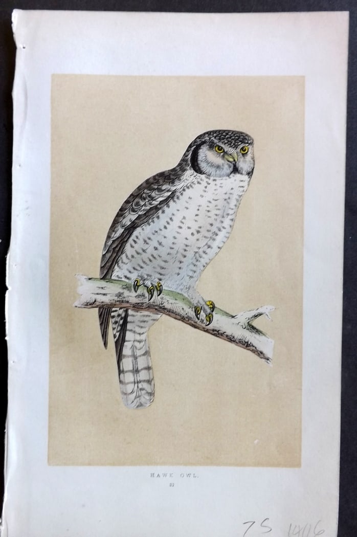 Morris, Francis 1851 Hand Col Bird Print. Hawk Owl: Woodblock Published 1851-57, London for "A History of British Birds" First Edition by the Rev. Francis Orpen Morris. Printed in colours and finished by hand. Paper Size: 9.5 x 6 inch (24 x 15cm) Good 