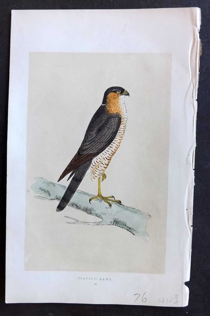 Morris, Francis 1851 Hand Col Bird Print. Sparrow Hawk (1 of 1)