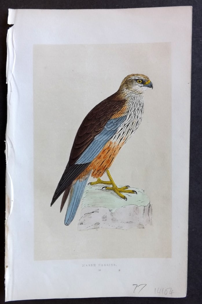 Morris, Francis 1851 Hand Col Bird Print. Marsh Harrier: Woodblock Published 1851-57, London for "A History of British Birds" First Edition by the Rev. Francis Orpen Morris. Printed in colours and finished by hand. Paper Size: 9.5 x 6 inch (24 x 15cm) Good 