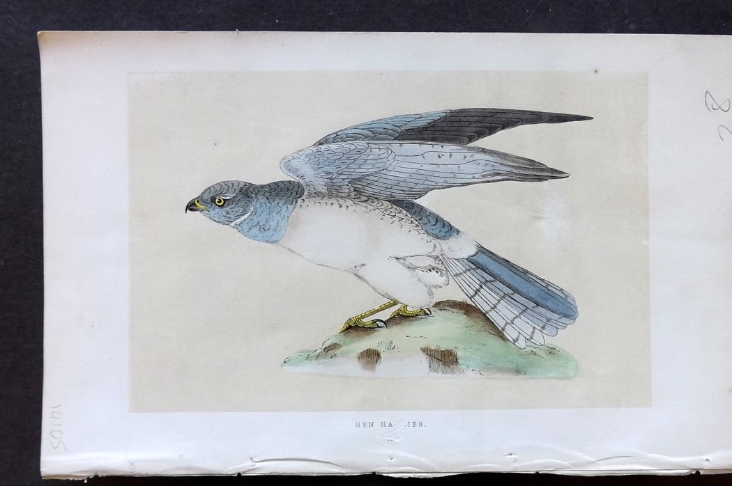 Morris, Francis 1851 Hand Col Bird Print. Hen Harrier: Woodblock Published 1851-57, London for "A History of British Birds" First Edition by the Rev. Francis Orpen Morris. Printed in colours and finished by hand. Paper Size: 9.5 x 6 inch (24 x 15cm) Very 
