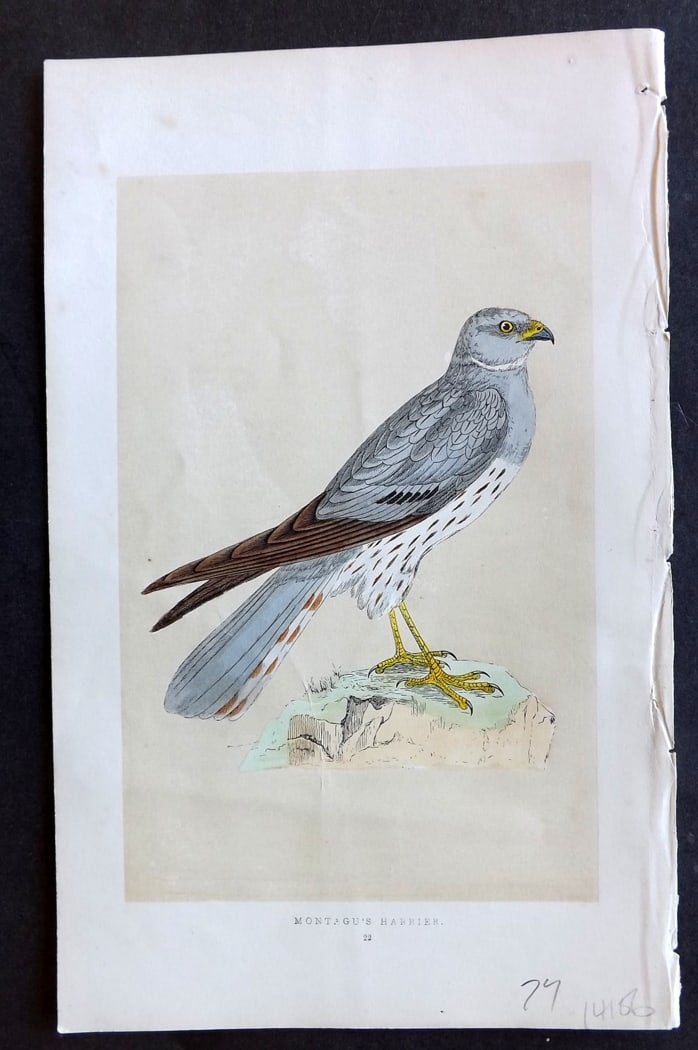 Morris, Francis 1851 Hand Col Bird Print. Motagu's Harrier: Woodblock Published 1851-57, London for "A History of British Birds" First Edition by the Rev. Francis Orpen Morris. Printed in colours and finished by hand. Paper Size: 9.5 x 6 inch (24 x 15cm) Good 