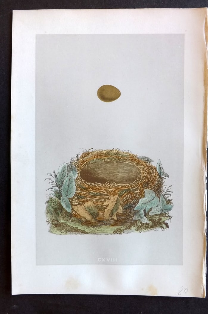 Morris, Francis 1875 Antique Bird Nest & Egg Print. Nightingale 118: Woodblock Published 1875, London for "A Natural History of the Nests and Eggs of British Birds" By the Rev. Francis Orpen Morris, printed Benjamin Fawcett. Paper Size: 10 x 6 inch (25 x 16cm) Good Con