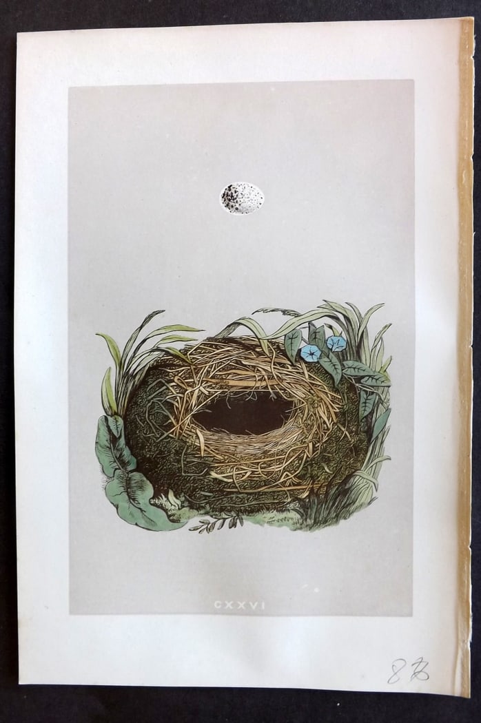 Morris, Francis 1875 Antique Bird Nest & Egg Print. Wood Warbler 126: Woodblock Published 1875, London for "A Natural History of the Nests and Eggs of British Birds" By the Rev. Francis Orpen Morris, printed Benjamin Fawcett. Paper Size: 10 x 6 inch (25 x 16cm) Good Con