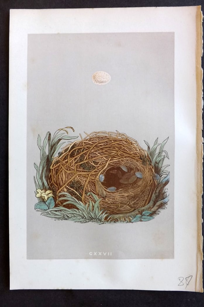 Morris, Francis 1875 Antique Bird Nest & Egg Print. Willow Warbler 127: Woodblock Published 1875, London for "A Natural History of the Nests and Eggs of British Birds" By the Rev. Francis Orpen Morris, printed Benjamin Fawcett. Paper Size: 10 x 6 inch (25 x 16cm) Good Con