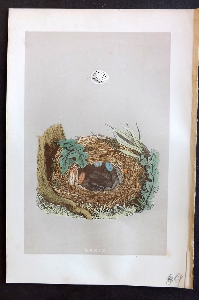 Morris, Francis 1875 Antique Bird Nest & Egg Print. Chiff Chaff 129: Woodblock Published 1875, London for "A Natural History of the Nests and Eggs of British Birds" By the Rev. Francis Orpen Morris, printed Benjamin Fawcett. Paper Size: 10 x 6 inch (25 x 16cm) Good Con