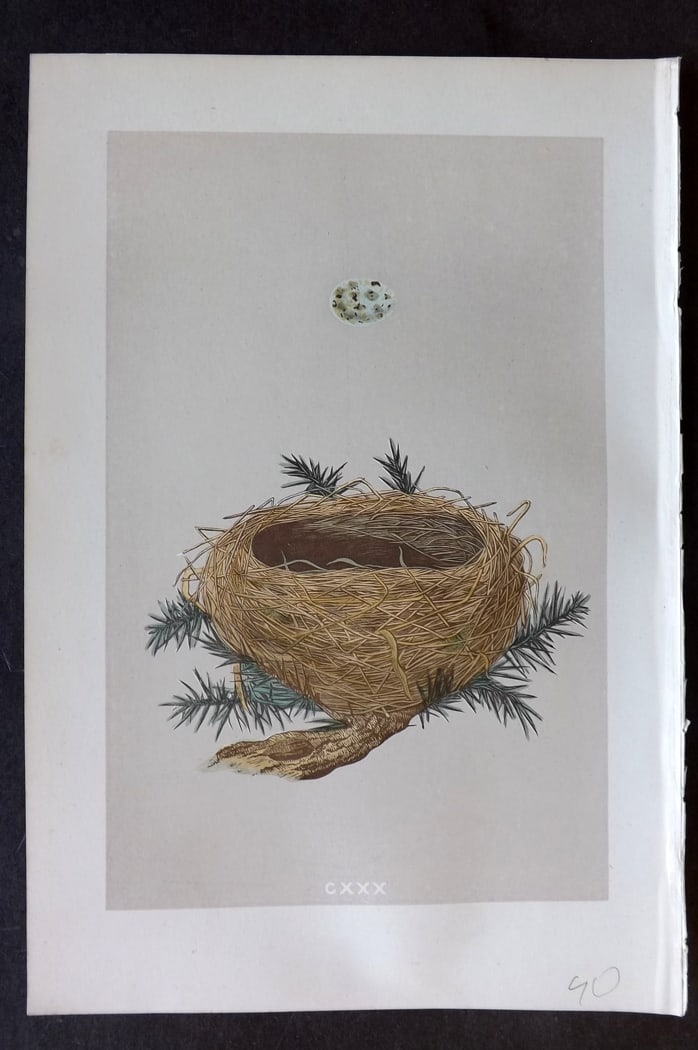 Morris, Francis 1875 Antique Bird Nest & Egg Print. Dartford Warbler 130: Woodblock Published 1875, London for "A Natural History of the Nests and Eggs of British Birds" By the Rev. Francis Orpen Morris, printed Benjamin Fawcett. Paper Size: 10 x 6 inch (25 x 16cm) Good Con