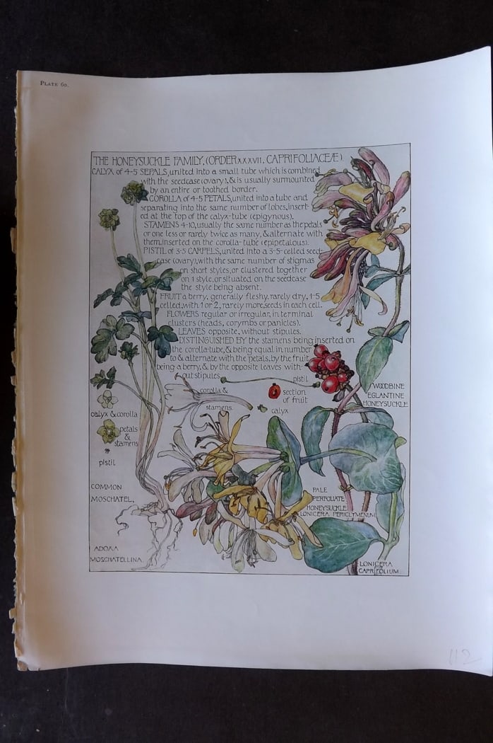 Adams, Harriet Isabel 1907 Botanical Print. Honeysuckle Family 60 (1 of 1)