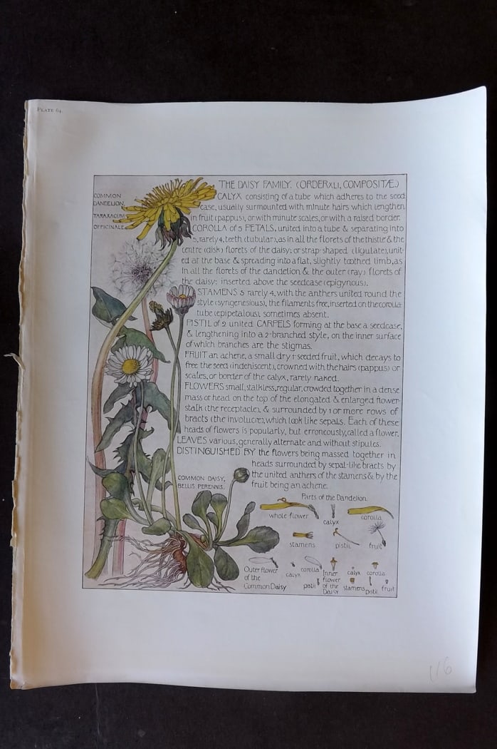 Adams, Harriet Isabel 1907 Botanical Print. Daisy Family 64: Offset Lithograph Published 1907-10, London for "Wild Flowers of British Isles" by Harriet Isabel Adams. Scarce. Paper Size: 11 x 8.5 inch (28 x 22cm)