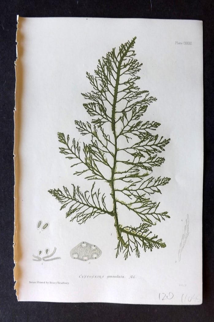 Bradbury, Henry 1859 Nature Printed Seaweed Print. Cystoseira Granulata 132: Nature Printed Electrotype Published 1859 by Henry Bradbury, London for "The Nature-Printed British Sea-Weeds" by William Grosart Johnstone and Alexander Croall. Paper Size: 9 x 6 inch (24 x 16cm) Ink
