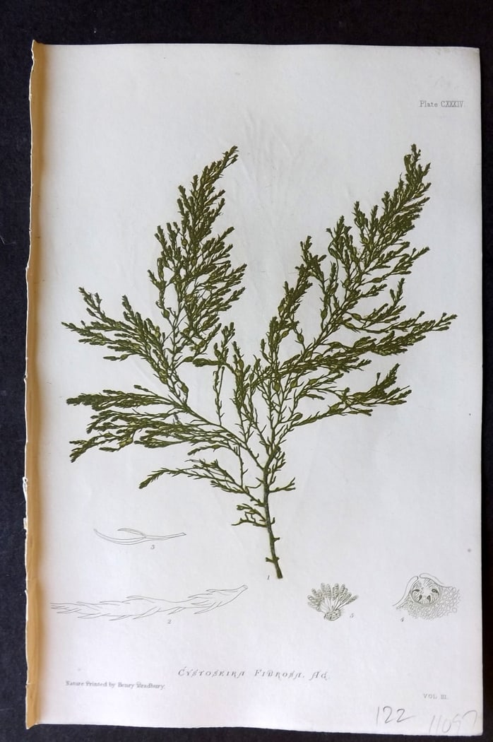 Bradbury, Henry 1859 Nature Printed Seaweed Print. Cystoseira Fibrosa 134: Nature Printed Electrotype Published 1859 by Henry Bradbury, London for "The Nature-Printed British Sea-Weeds" by William Grosart Johnstone and Alexander Croall. Paper Size: 9 x 6 inch (24 x 16cm) Ink