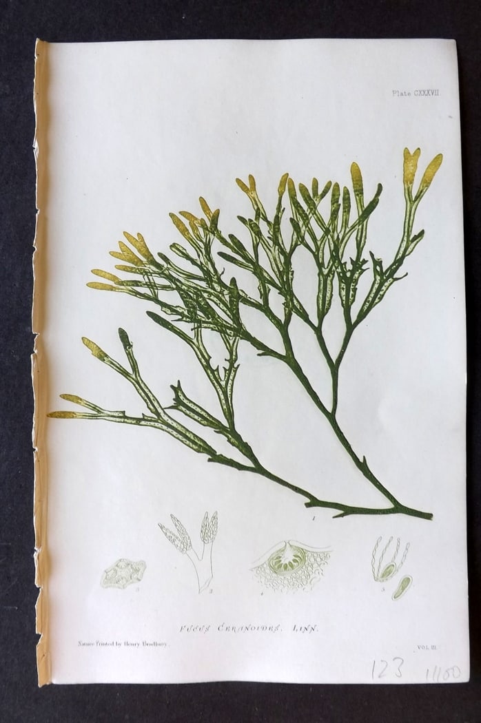 Bradbury, Henry 1859 Nature Printed Seaweed Print. Fucus Ceranoides: Nature Printed Electrotype Published 1859 by Henry Bradbury, London for "The Nature-Printed British Sea-Weeds" by William Grosart Johnstone and Alexander Croall. Paper Size: 9 x 6 inch (24 x 16cm) Ink