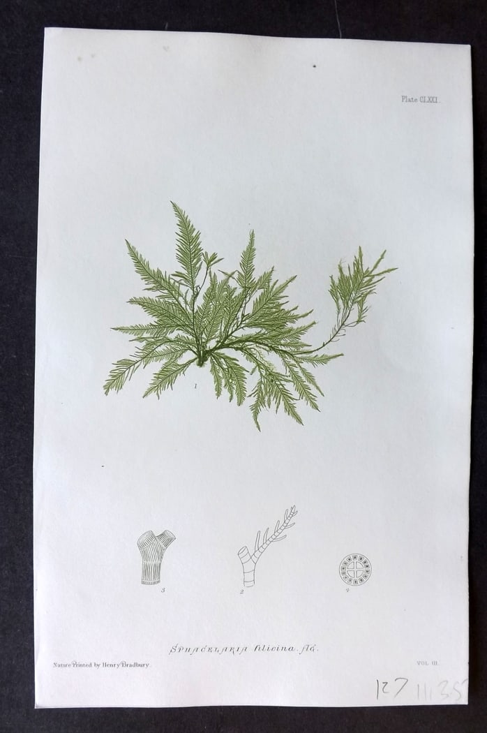 Bradbury, Henry 1859 Nature Printed Seaweed Print. Sphacelaria Filicina 171: Nature Printed Electrotype Published 1859 by Henry Bradbury, London for "The Nature-Printed British Sea-Weeds" by William Grosart Johnstone and Alexander Croall. Paper Size: 9 x 6 inch (24 x 16cm) Ink