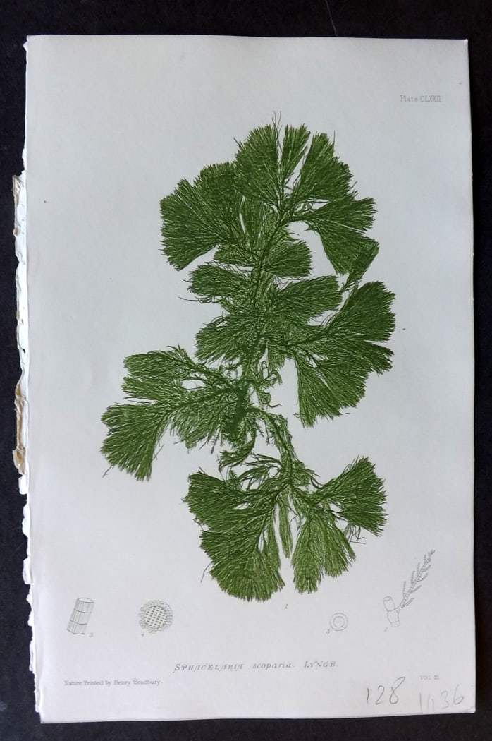 Bradbury, Henry 1859 Nature Printed Seaweed Print. Sphacelaria Scoparia 172: Nature Printed Electrotype Published 1859 by Henry Bradbury, London for "The Nature-Printed British Sea-Weeds" by William Grosart Johnstone and Alexander Croall. Paper Size: 9 x 6 inch (24 x 16cm) Ink