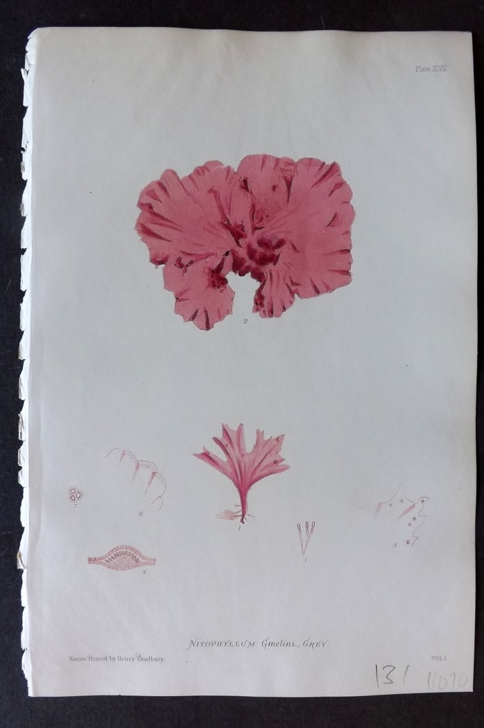 Bradbury, Henry 1859 Nature Printed Seaweed Print. Nitophyllum Gmelini 47: Nature Printed Electrotype Published 1859 by Henry Bradbury, London for "The Nature-Printed British Sea-Weeds" by William Grosart Johnstone and Alexander Croall. Paper Size: 9 x 6 inch (24 x 16cm) Ink