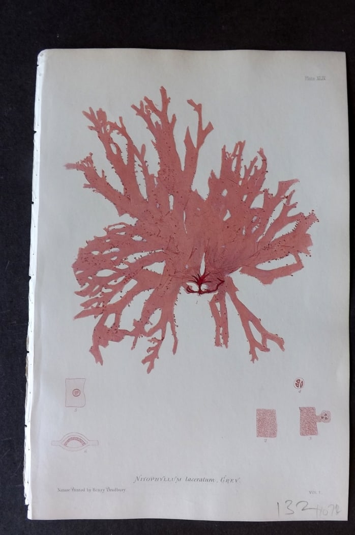 Bradbury, Henry 1859 Nature Printed Seaweed Print. Nitophyllum Laceratum 49: Nature Printed Electrotype Published 1859 by Henry Bradbury, London for "The Nature-Printed British Sea-Weeds" by William Grosart Johnstone and Alexander Croall. Paper Size: 9 x 6 inch (24 x 16cm) Ink