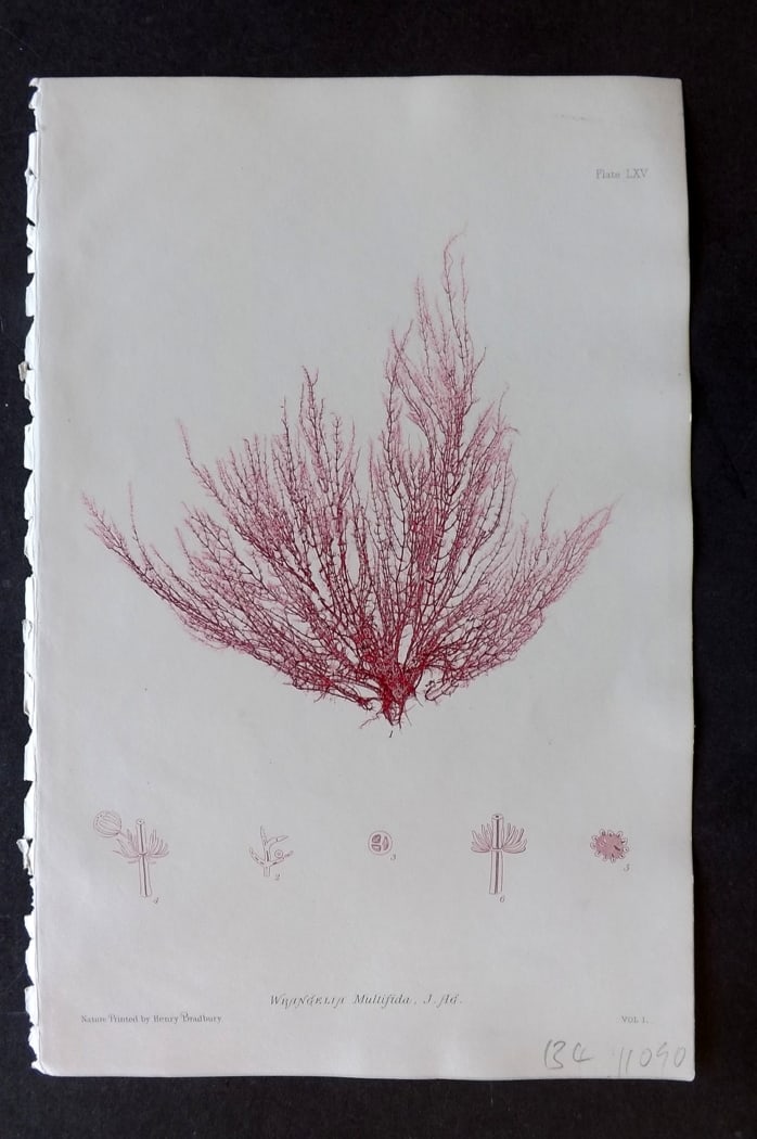 Bradbury, Henry 1859 Nature Printed Seaweed Print. Wrangelia Multifida 65: Nature Printed Electrotype Published 1859 by Henry Bradbury, London for "The Nature-Printed British Sea-Weeds" by William Grosart Johnstone and Alexander Croall. Paper Size: 9 x 6 inch (24 x 16cm) Ink