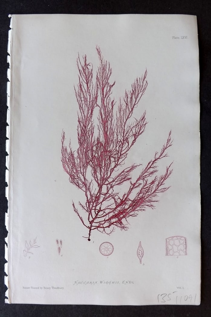 Bradbury, Henry 1859 Nature Printed Seaweed Print. Naccaria Wigghii 66: Nature Printed Electrotype Published 1859 by Henry Bradbury, London for "The Nature-Printed British Sea-Weeds" by William Grosart Johnstone and Alexander Croall. Paper Size: 9 x 6 inch (24 x 16cm) Ink