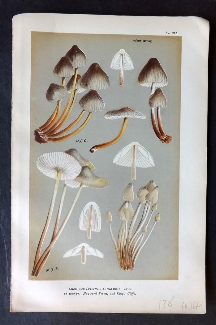Cooke, Mordecai 1882 Antique Mushroom Print. Agaricus Alcalinus 225: Chromolithograph Published 1881-1891, London for "Illustrations to British Fungi" by Mordecai Cubitt Cooke. Paper Size: 9 x 6 inch (23 x 15cm) Good Condition