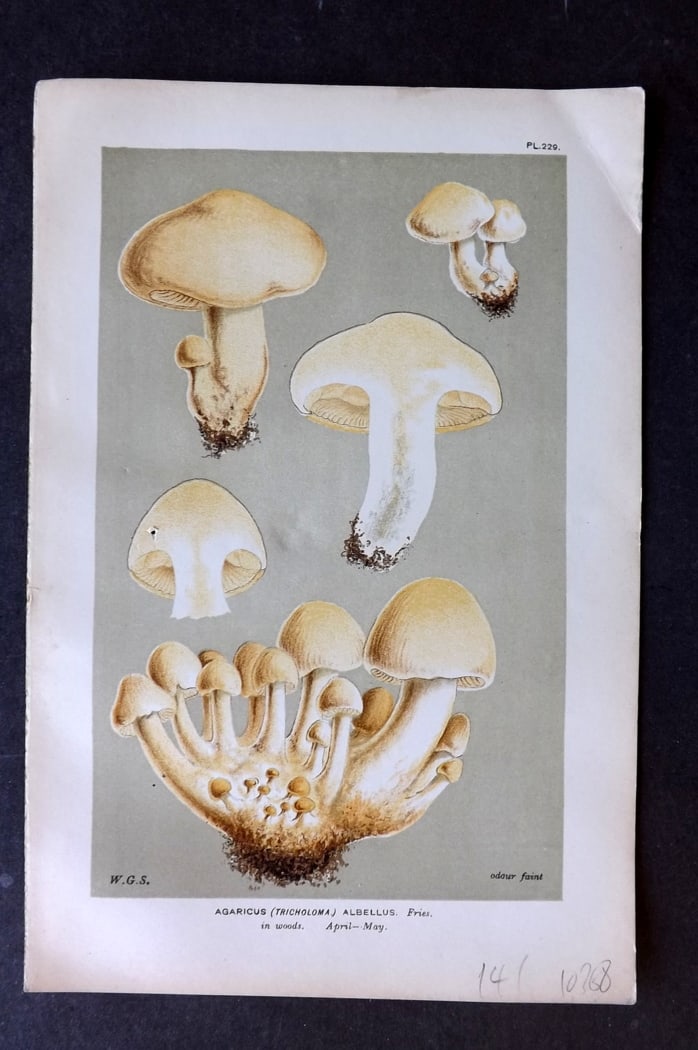 Cooke, Mordecai 1882 Antique Mushroom Print. Agaricus Albellus 229: Chromolithograph Published 1881-1891, London for "Illustrations to British Fungi" by Mordecai Cubitt Cooke. Paper Size: 9 x 6 inch (23 x 15cm) Good Condition
