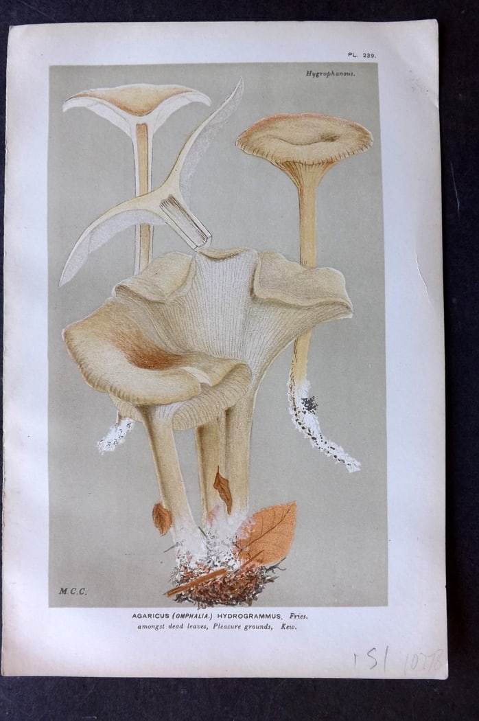 Cooke, Mordecai 1882 Antique Mushroom Print. Agaricus Hydrogrammus 239: Chromolithograph Published 1881-1891, London for "Illustrations to British Fungi" by Mordecai Cubitt Cooke. Paper Size: 9 x 6 inch (23 x 15cm) Good Condition