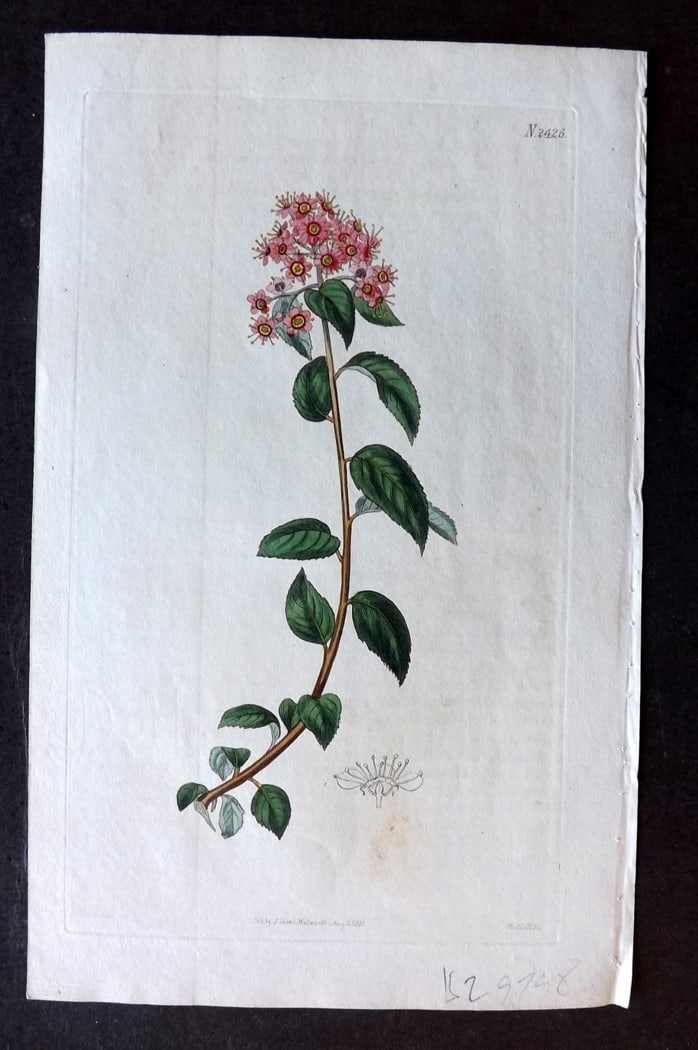 Curtis, William 1823 Hand Col Botanical Print. Comley Spiraea 2426 (1 of 1)
