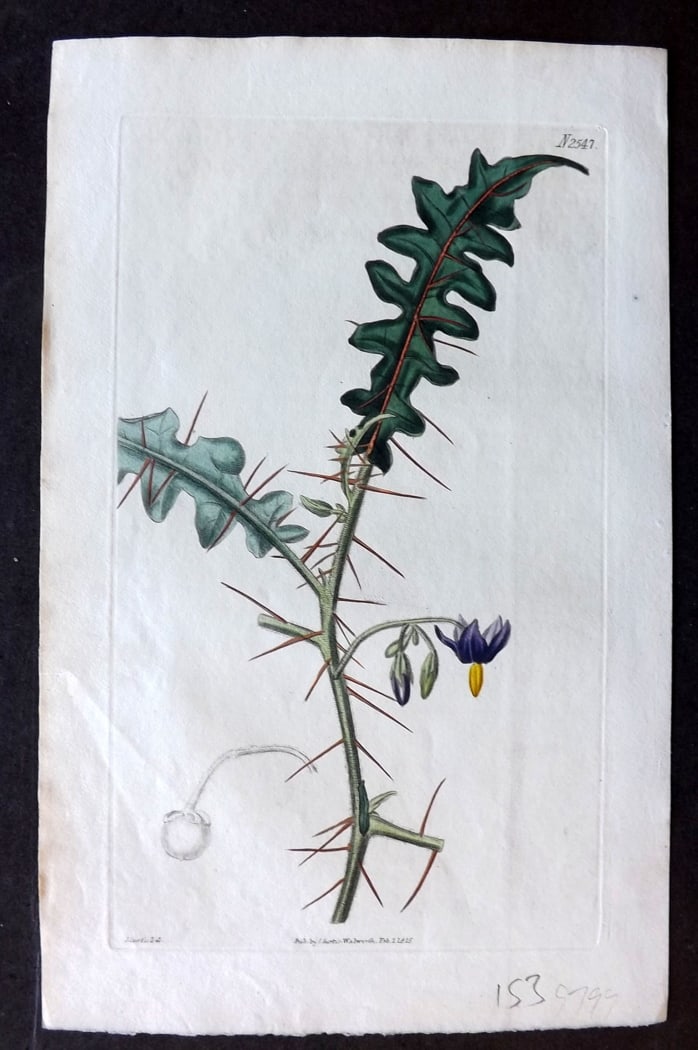 Curtis, William 1825 Hand Col Botanical Print. Orange-Thorned Night-Shade 2547: Hand Colored Engraving/Etching Published 1787-1904, London for "The Botanical Magazine; or Flower-Garden Displayed" and later "Curtis's Botanical Magazine..." by William Curtis, continued by John Simm