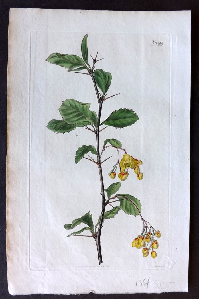 Curtis, William 1825 Hand Col Botanical Print. Chitrian Berberry 2549 (1 of 1)