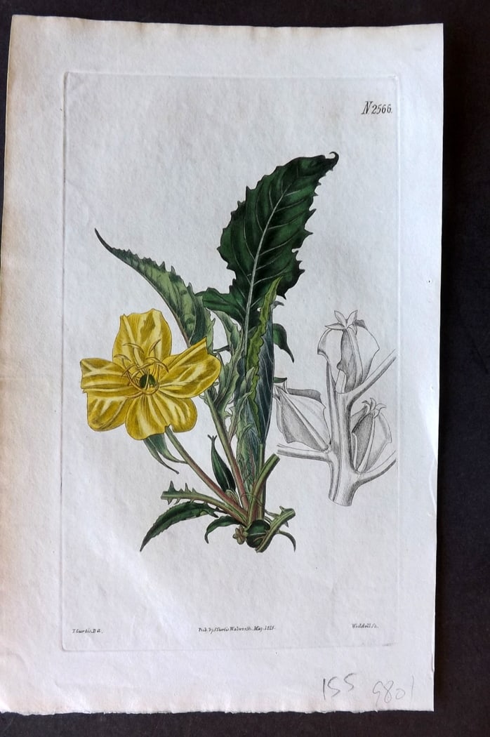 Curtis, William 1825 Hand Col Botanical Print. Dadelion-Leaved Evening Primrose 2566 (1 of 1)