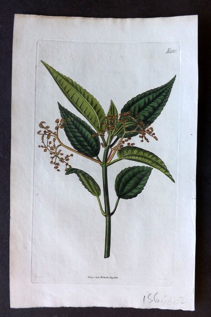 Curtis, William 1825 Hand Col Botanical Print. Net Leaved Nettle 2567: Hand Colored Engraving/Etching Published 1787-1904, London for "The Botanical Magazine; or Flower-Garden Displayed" and later "Curtis's Botanical Magazine..." by William Curtis, continued by John Simm