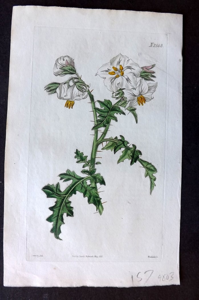 Curtis, William 1825 Hand Col Botanical Print. Balbis's Nightshade 2568: Hand Colored Engraving/Etching Published 1787-1904, London for "The Botanical Magazine; or Flower-Garden Displayed" and later "Curtis's Botanical Magazine..." by William Curtis, continued by John Simm