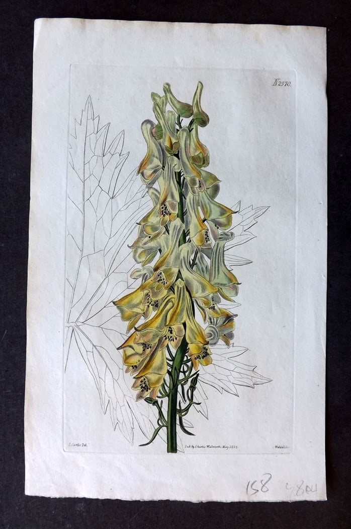 Curtis, William 1825 Hand Col Botanical Print. Pale-Yellow Wolf's-Bane 2570: Hand Colored Engraving/Etching Published 1787-1904, London for "The Botanical Magazine; or Flower-Garden Displayed" and later "Curtis's Botanical Magazine..." by William Curtis, continued by John Simm