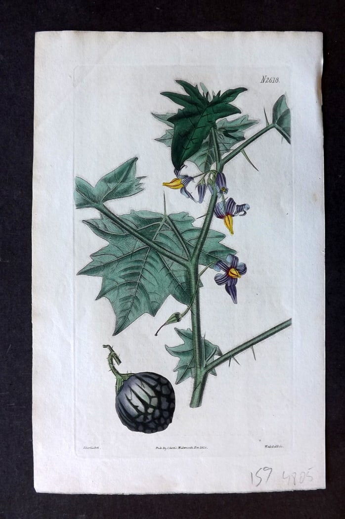 Curtis, William 1825 Hand Col Botanical Print. Plane-Tree Leaved Nightshade 2618: Hand Colored Engraving/Etching Published 1787-1904, London for "The Botanical Magazine; or Flower-Garden Displayed" and later "Curtis's Botanical Magazine..." by William Curtis, continued by John Simm