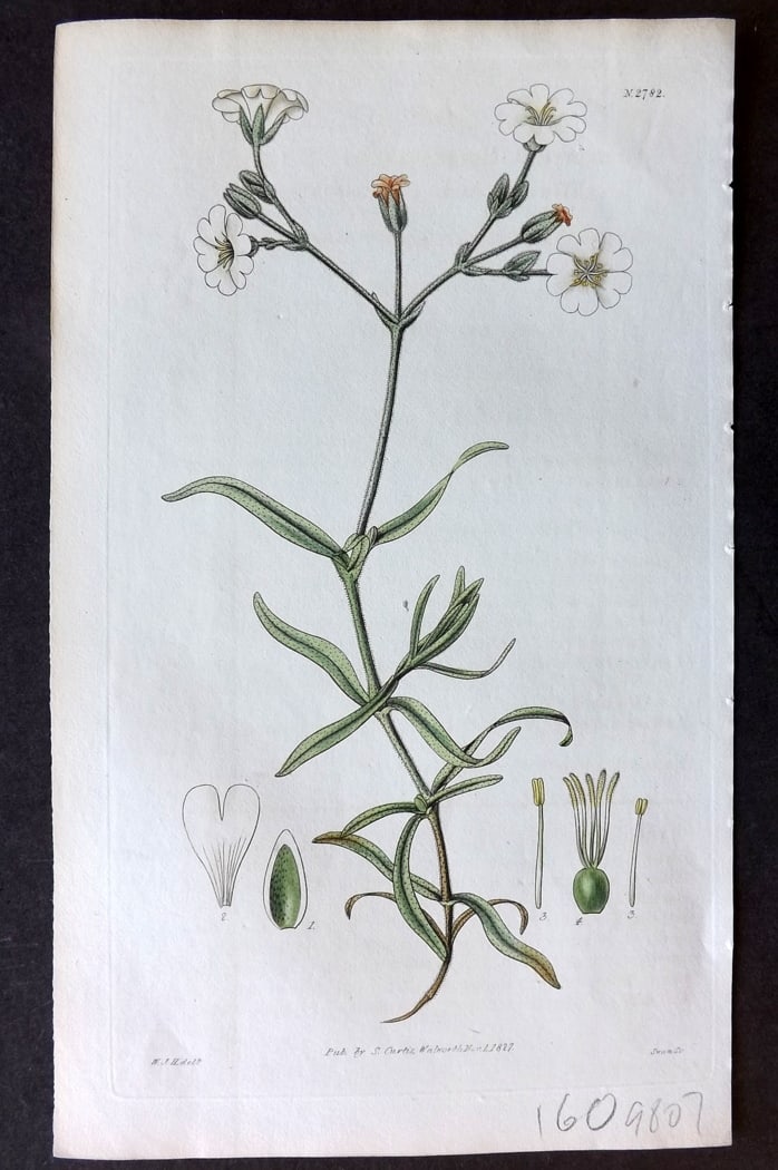 Curtis, William 1827 Hand Col Botanical Print. Taurian Mouse-Eared Chickweed 2782: Hand Colored Engraving/Etching Published 1787-1904, London for "The Botanical Magazine; or Flower-Garden Displayed" and later "Curtis's Botanical Magazine..." by William Curtis, continued by John Simm