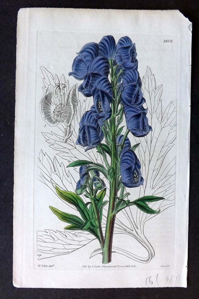 Curtis, William 1841 Hand Col Botanical Print. Chinese Monks-Hood. China 3852: Hand Colored Engraving/Etching Published 1787-1904, London for "The Botanical Magazine; or Flower-Garden Displayed" and later "Curtis's Botanical Magazine..." by William Curtis, continued by John Simm