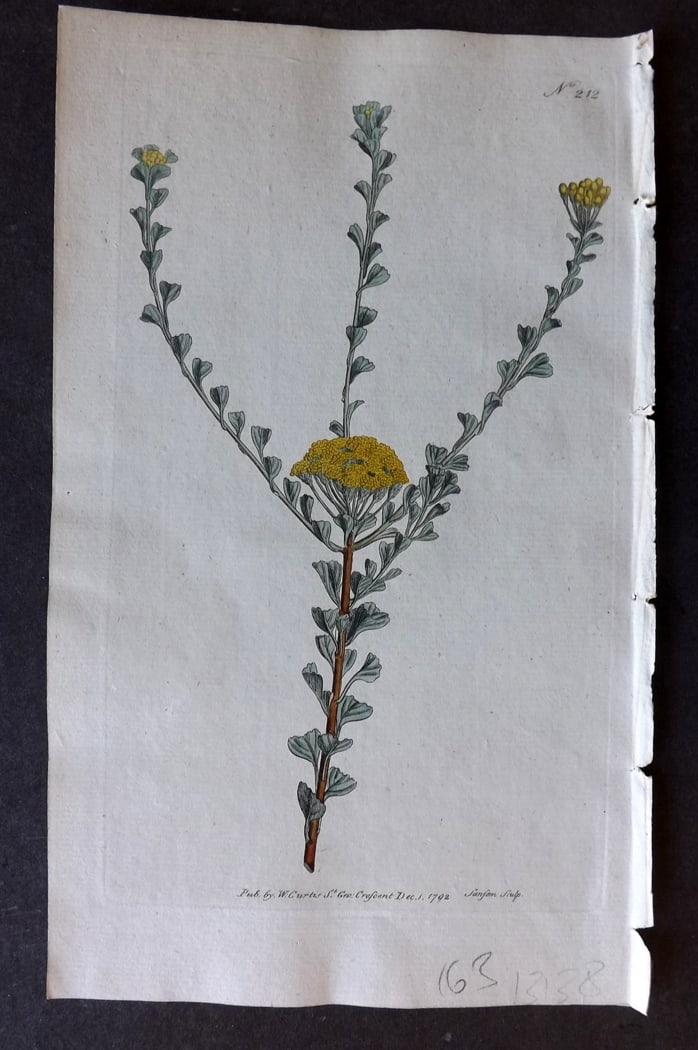 Curtis, William 1792 Hand Col Botanical Print. Fan Leaved Tansy 212: Hand Colored Lithograph Published 1787-1904, London for "The Botanical Magazine; or Flower-Garden Displayed" and later "Curtis's Botanical Magazine..." by William Curtis, continued by John Simms and o