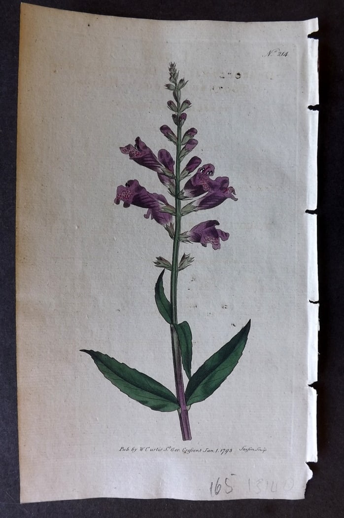 Curtis, William 1792 Hand Col Botanical Print. Toothed Dragon's Head 214 (1 of 1)