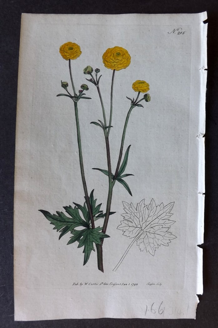 Curtis, William 1792 Hand Col Botanical Print. Double Upright Crowfoot 215 (1 of 1)