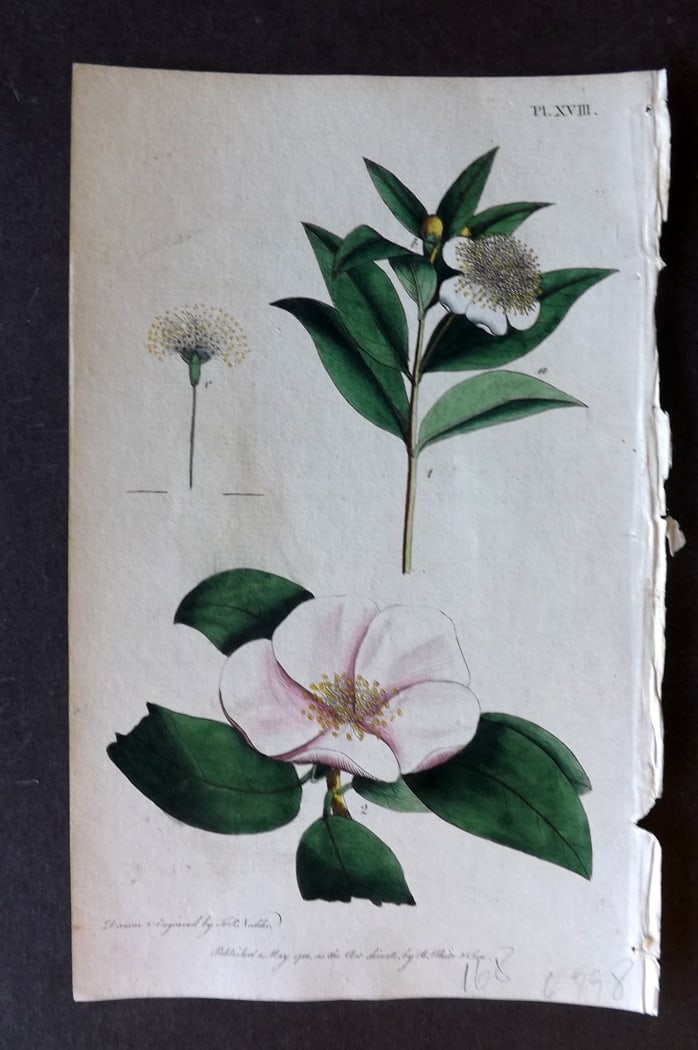 Nodder & Martyn 1787 Hand Col Botanical Print. Common Myrtle 18: Copper Plate Published 1787, London for "Thirty-eight Plates, with Explanations, Intended to Illustrate Linnaeus's System of Vegetables" by Thomas Martyn. Drawn & Engraved by Frederick Polydore Nodder