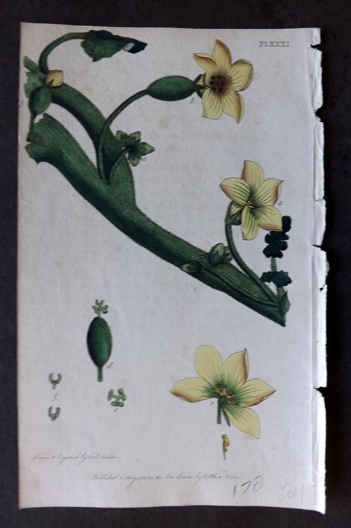 Nodder & Martyn 1787 Hand Col Botanical Print. Spirting Cucumber 31 (1 of 1)