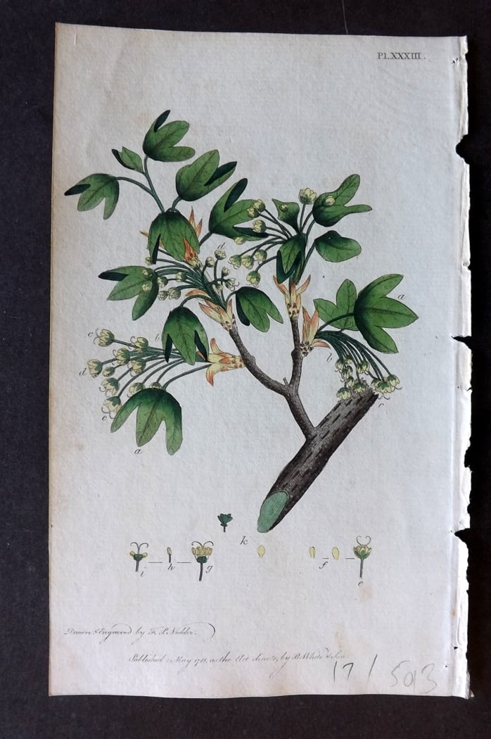 Nodder & Martyn 1787 Hand Col Botanical Print. Common Maple 33: Copper Plate Published 1787, London for "Thirty-eight Plates, with Explanations, Intended to Illustrate Linnaeus's System of Vegetables" by Thomas Martyn. Drawn & Engraved by Frederick Polydore Nodder
