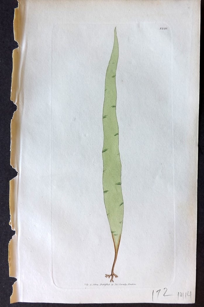 Sowerby, James 1804 Hand Col Seaweed Print. Hart's Tongue Fucus 1331 (1 of 1)