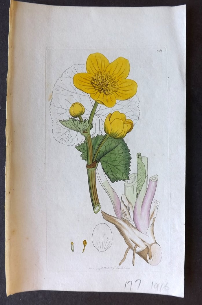 Sowerby, James 1790's Hand Col Botanical Print. Marsh Marigold 506: Hand Colored Copper Plate Published London, 1790-1814 for "English Botany; or, Coloured Figures of British Plants..." First Edition by James Sowerby. With accompanying descriptive text. Paper Size: 9 