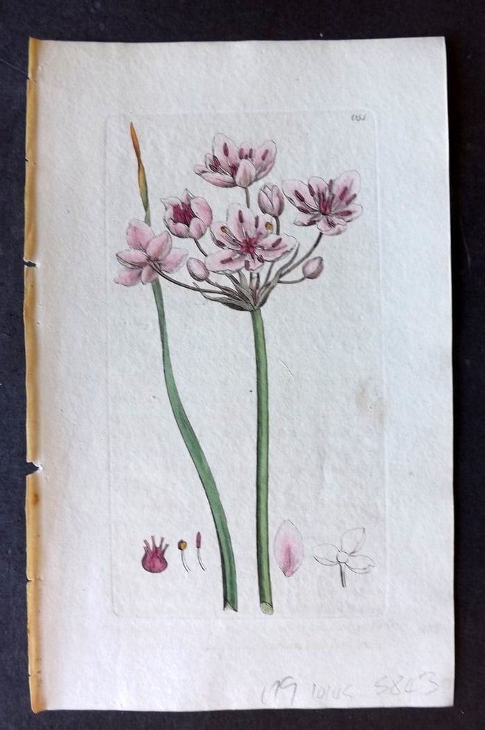 Sowerby, James 1790's Hand Col Botanical Print. Flowering Rush 651: Hand Colored Copper Plate Published London, 1790-1814 for "English Botany; or, Coloured Figures of British Plants..." First Edition by James Sowerby. With accompanying descriptive text. Paper Size: 9 
