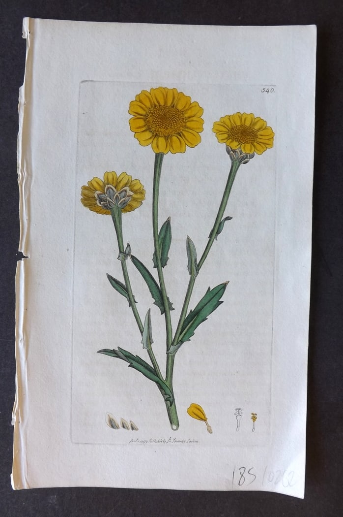 Sowerby, James 1790's Hand Col Botanical Print. Corn Marigold 540: Hand Colored Copper Plate Published London, 1790-1814 for "English Botany; or, Coloured Figures of British Plants..." First Edition by James Sowerby. With accompanying descriptive text. Paper Size: 9 